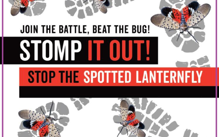 If you see a Spotted Lanternfly, help us Stomp it Out!